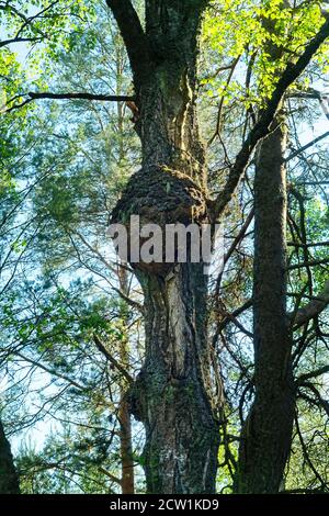 Chapeau (capotorti) nœud sur l'arbre avec des directions déformées de croissance des fibres de bois. Sous forme de croissance arrondie sur le tronc, rempli de petits nodules ligneux Banque D'Images