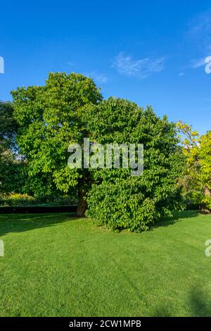 Le roi James I, mûrier noir, Morus nigra, provient de boutures provenant d'un seul arbre du XVIIe siècle dans ce qui est devenu le Chelsea Physic Garden. Banque D'Images