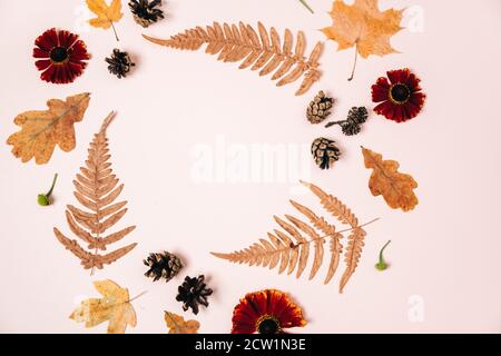 Composition de ponte plate avec feuilles d'érable sèches, fougères, fleurs rouges et cônes de pin sur fond rose studio pour la publicité. Automne créatif, thanksgivin Banque D'Images
