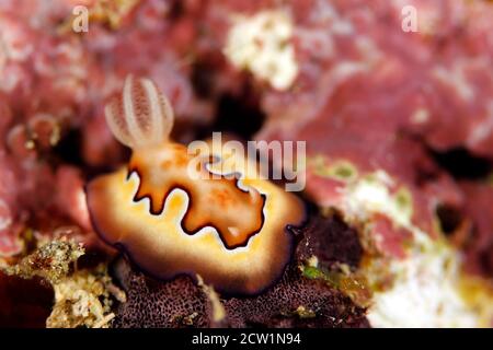 La magnifique Slug de COI (Goniobranchus coi). Mommon, Papouasie occidentale, Indonésie Banque D'Images