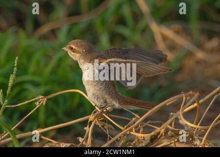 Photos de l'Arabie Shrike en gros plan de Saudi (crevettes rouges) Banque D'Images