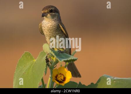 Photos de l'Arabie Shrike en gros plan de Saudi (crevettes rouges) Banque D'Images