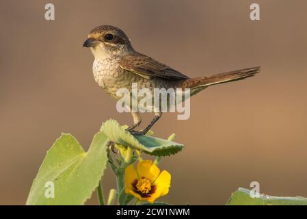 Photos de l'Arabie Shrike en gros plan de Saudi (crevettes rouges) Banque D'Images