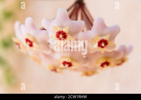 Macro de Hoya carnosa ou de Waxplant Flower Banque D'Images