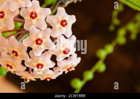 Macro de Hoya carnosa ou de Waxplant Flower Banque D'Images
