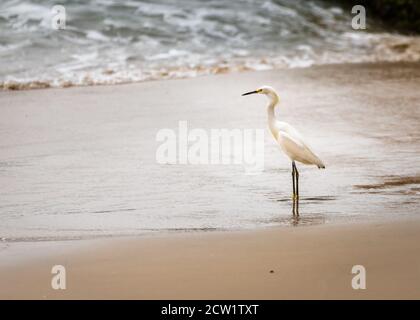 Egret blanc debout sur une rive sablonneuse Banque D'Images