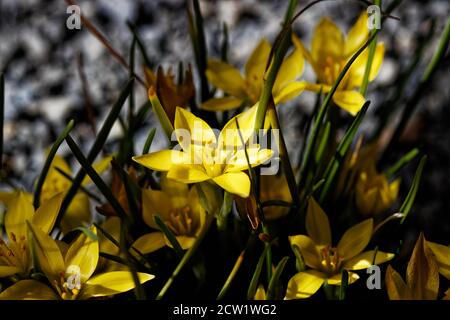 Ipheion sellowianum commence à fleurir pour nous à la fin janvier et produit une progression régulière de fleurs parfumées jaune brillant jusqu'en mai. Banque D'Images