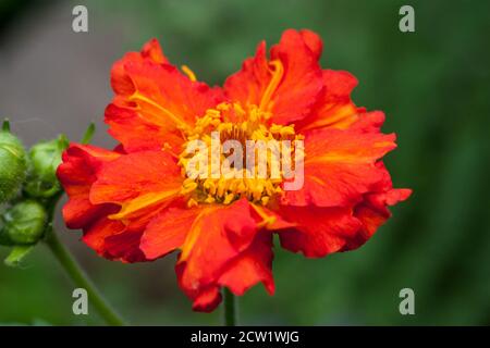 Geum coccineum, nom commun des avens d'orange nain Banque D'Images