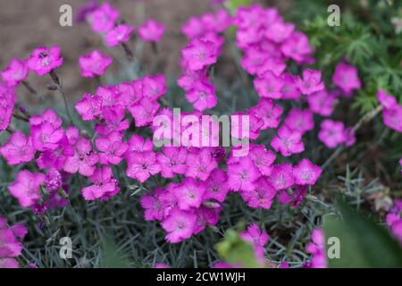 Dianthus pavonius, le rose paon-eye Banque D'Images