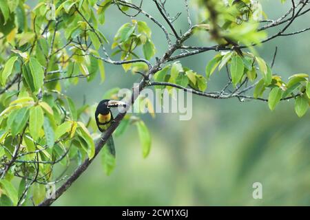 Aracari, Pteroglossus torquatus, oiseau avec grand bec. Toucan assis sur la belle branche de la forêt, Boca Tapada, Costa. Banque D'Images