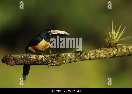 Aracari, Pteroglossus torquatus, oiseau avec grand bec. Toucan assis sur la belle branche de la forêt, Boca Tapada, Costa. Banque D'Images