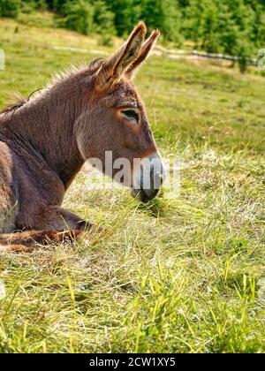 portrait d'un âne reposant sur l'herbe, vue latérale de la tête d'âne. Banque D'Images