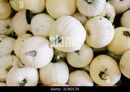 Photographie d'un assortiment de citrouilles, de mellons et de goards rouges, verts, blancs, orange et jaunes empilés sur une remorque dans une ferme du Maryland, aux États-Unis Banque D'Images