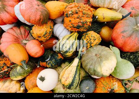 Photographie d'un assortiment de citrouilles, de mellons et de goards rouges, verts, blancs, orange et jaunes empilés sur une remorque dans une ferme du Maryland, aux États-Unis Banque D'Images