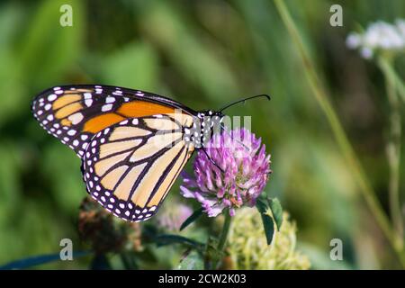 Monarque papillon sur une fleur de trèfle Banque D'Images