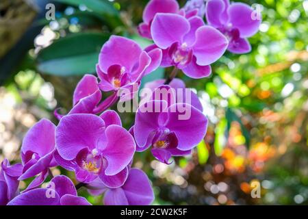 Phalaenopsis Orchid communément connu sous le nom d'orchidées de papillon, fleurs violettes Banque D'Images