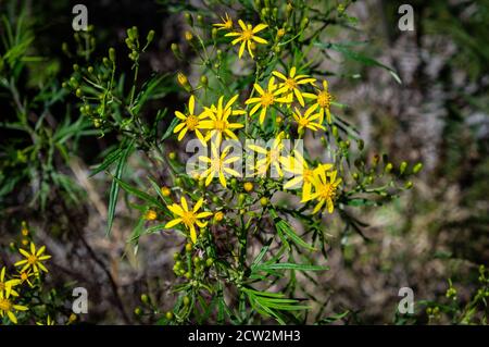 Gros plan sur une fleur de âmes (Senecio brasiliensis - une espèce vivace du genre Senecio Et de la famille des Asteraceae) Banque D'Images