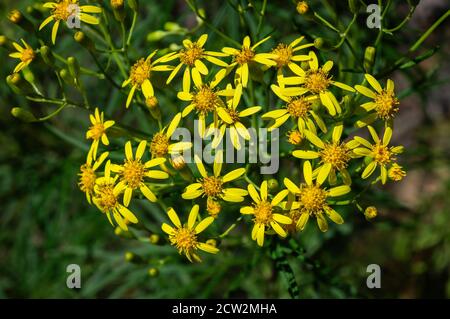 Gros plan sur une fleur de âmes (Senecio brasiliensis - une espèce vivace du genre Senecio Et de la famille des Asteraceae) Banque D'Images