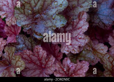 Raindrops sur une plante de heuchera colorée Banque D'Images