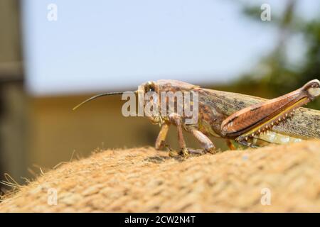 sauterelles mortes brunes jambes cassées, sauterelle macro insecte insecte gros plan, animal sauvage migrant corps criquet invertébré fond d'écran Banque D'Images