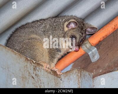 Un jeune Brushtail Possum descendant forme un toit de chalet dans le sud-ouest de l'Australie. Banque D'Images