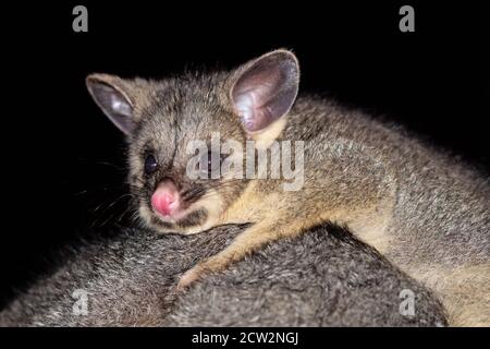 Un portrait d'une jeune Brushtail Possum sur le dos de sa mère. Banque D'Images