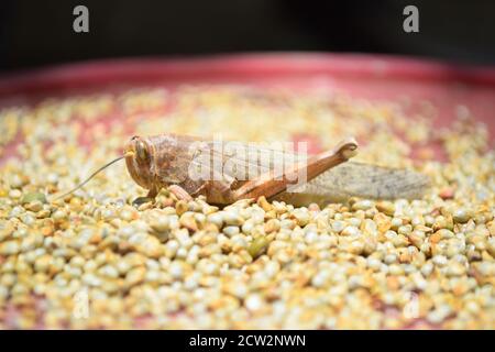 sauterelles mortes brunes jambes cassées, sauterelle macro insecte insecte gros plan, animal sauvage migrant corps criquet invertébré fond d'écran Banque D'Images