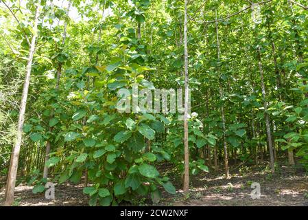 Arbre de teck agricole en plantation plante de champ de teck avec feuilles vertes / rayons de soleil forêt d'arbres à feuilles caduques verts frais encadrés par des feuilles avec le soleil Banque D'Images