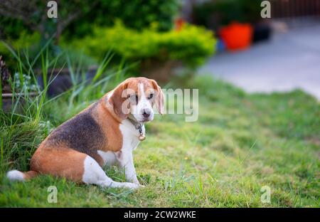 Beagle chiot assis sur l'herbe verte, Portrait mignon Beagle chien Banque D'Images
