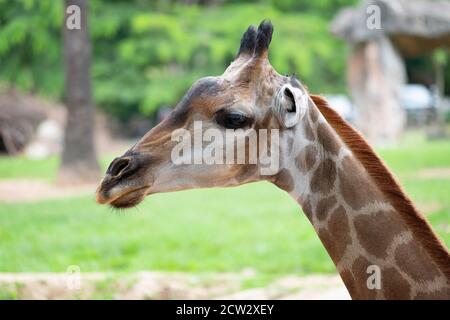 Close-up of a giraffe in front of some green trees Stock Photo