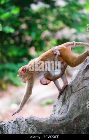 Le singe-mère et le singe-bébé marchent sur le rocher avec amour Banque D'Images