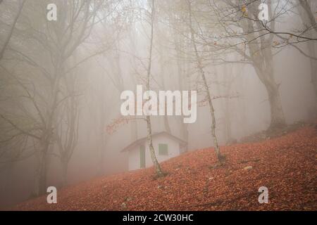 Paysage d'automne typique dans la forêt de hêtres sauvages avec brouillard en début de matinée Banque D'Images