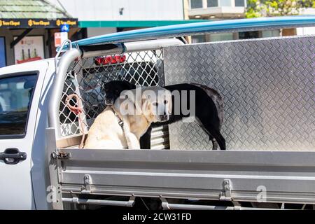 Vert scène australienne typique de chiens voyageant à l'arrière d'un véhicule ute , Sydney, Australie Banque D'Images