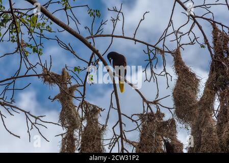 Oiseau de Montezuma oropendola (Psarocolius montezuma) avec nids au Costa Rica. Banque D'Images