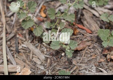 Inflorescences axillaires blanches, Alkali Mallow, Malvella Leprosa, Malvaceae, vivace indigène, marais d'eau douce de Ballona, côte sud de la Californie, été. Banque D'Images