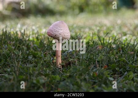 Le champignon du parasol pousse dans une prairie verte Banque D'Images
