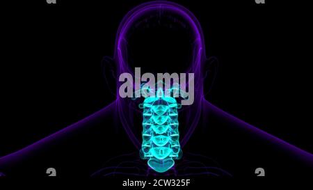 Squelette humain colonne vertébrale vertèbre cervicale Anatomie 3D Illustration Banque D'Images