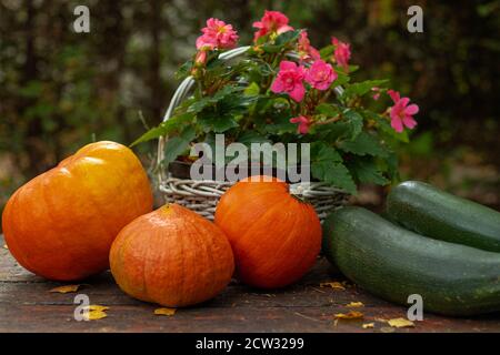 Table de jardin avec citrouilles et courgettes. Récoltes d'automne. Septembre dans le jardin. Panier en osier blanc. Banque D'Images