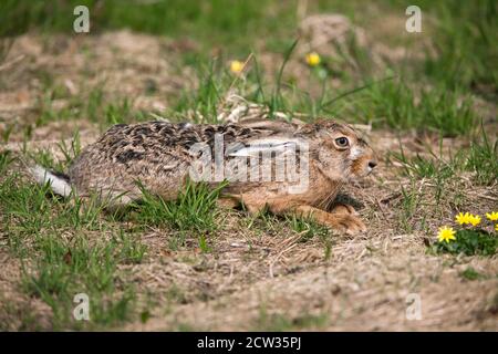 Lièvre brun européen, lepus europaeus, adulte allongé sur l'herbe, Normandie Banque D'Images