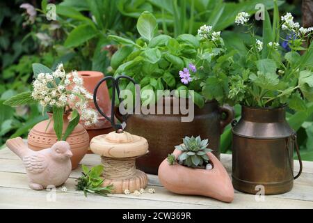 table de jardin avec basilic dans une marmite rustique et oiseau en terre cuite Banque D'Images