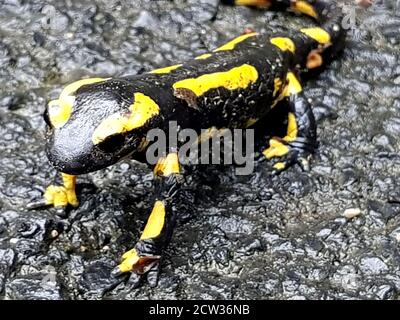 gros plan d'une salamandre marchant sur la route Banque D'Images