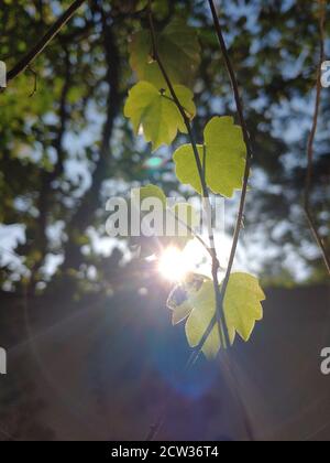 Petites jolies feuilles qui brillent au soleil du soir Banque D'Images