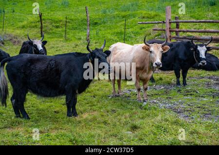 Yaks dans un ranch tibétain, dans le Sichuan, en Chine. Banque D'Images