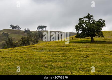 Campagne vallonnée près de Lostock, dans la région Upper Hunter, en Nouvelle-Galles du Sud, en Australie. Banque D'Images