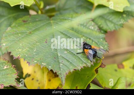 Mouche de midi, ou mouche de noonday (Mesembrina meridiana) moyenne grande mouche noire brillante avec couleur orange à la base des ailes sur les pieds et le visage. Banque D'Images