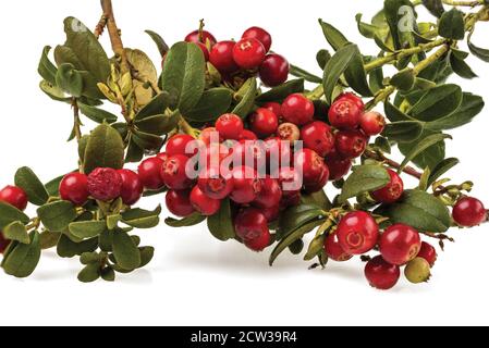 Vue rapprochée de la branche de la framboise rouge isolée sur fond blanc. Banque D'Images