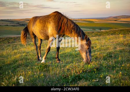 Un poney sauvage paître sur le Cissbury Ring sur les South Downs à West Sussex, en Angleterre, un soir d'été avec une lumière douce. Banque D'Images