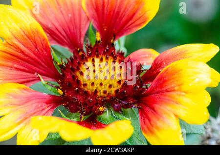 Vue rapprochée d'une fleur de gaillardia rouge vif et les couleurs jaunes Banque D'Images