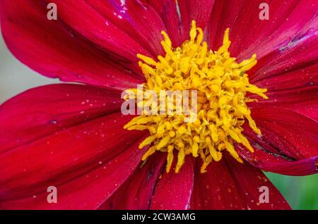 Vue rapprochée d'une fleur de dahlia rouge avec pollen jaune. Banque D'Images