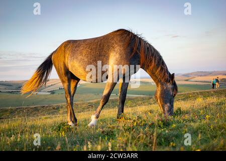 Un poney sauvage paître sur le Cissbury Ring sur les South Downs à West Sussex, en Angleterre, un soir d'été avec une lumière douce. Banque D'Images